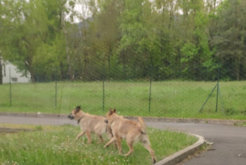 Fundmeldung Hund rassenmischung Unbekannt Firminy Frankreich