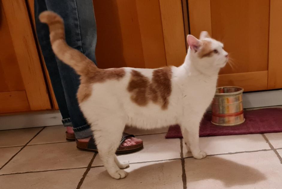 Vermisstmeldung Katze rassenmischung Männliche , 2 jahre Veigy-Foncenex Frankreich