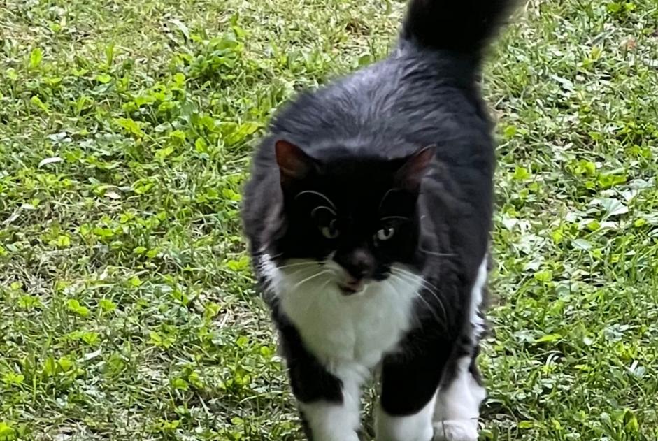 Vermisstmeldung Katze Weiblich , 12 jahre Neuvecelle Frankreich