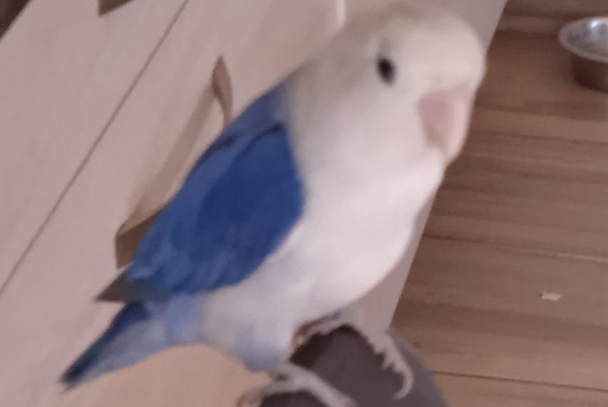 Discovery alert Bird Unknown Cluses France
