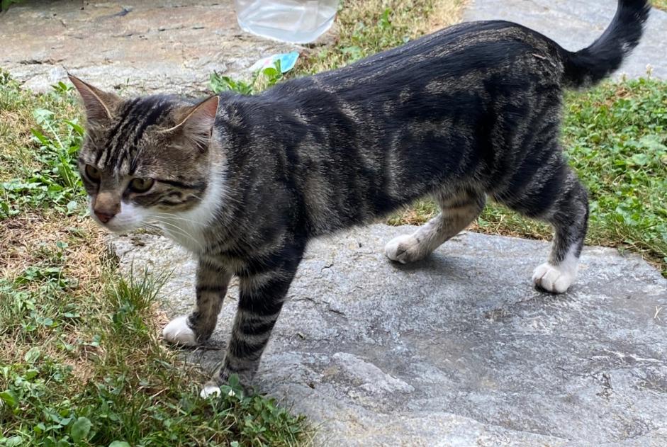 Discovery alert Cat Male Praz-sur-Arly France