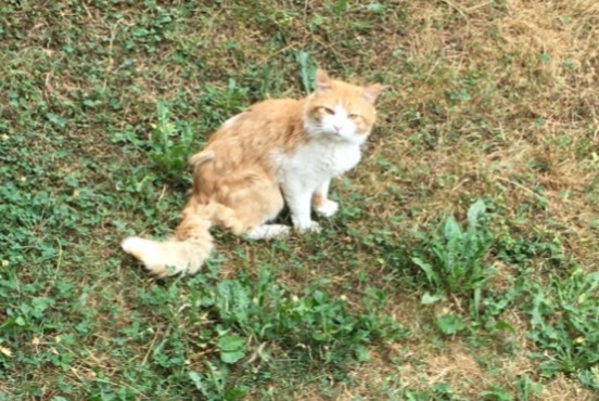 Discovery alert Cat Unknown Rumilly France