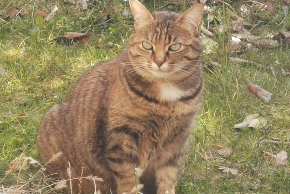 Disappearance alert Cat Female , 4 years Thonon-les-Bains France