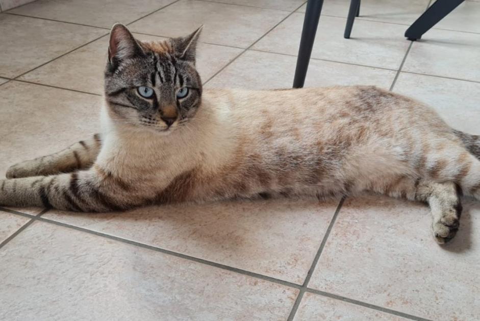 Disappearance alert Cat  Male , 2 years Vaulx France