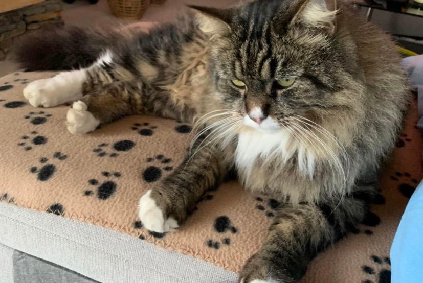 Disappearance alert Cat miscegenation Male , 6 years Lugrin France
