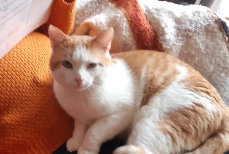 Disappearance alert Cat Male , 7 years Vallières-sur-Fier France