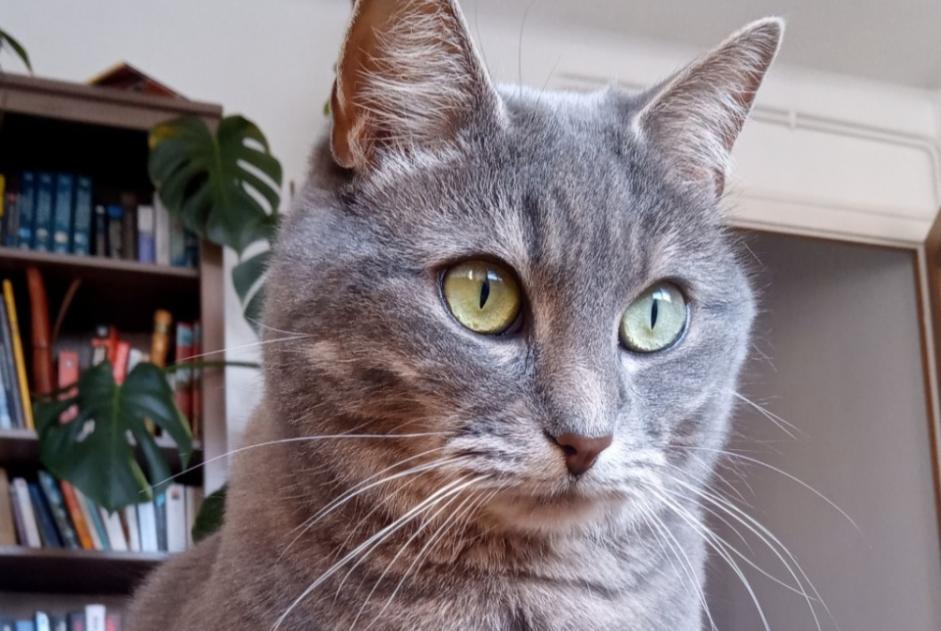 Disappearance alert Cat miscegenation Female , 10 years Saint-Félix France