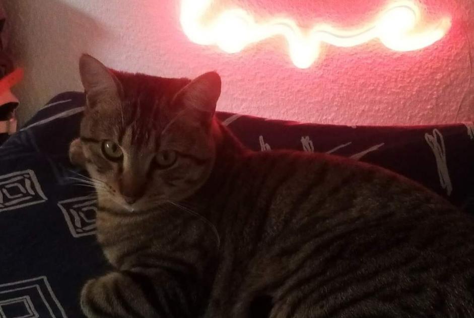 Disappearance alert Cat Male , 2 years Villy-le-Pelloux France