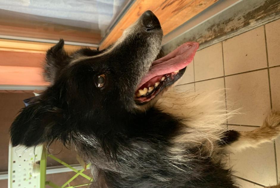 Discovery alert Dog  Male , 1 year Boëge France