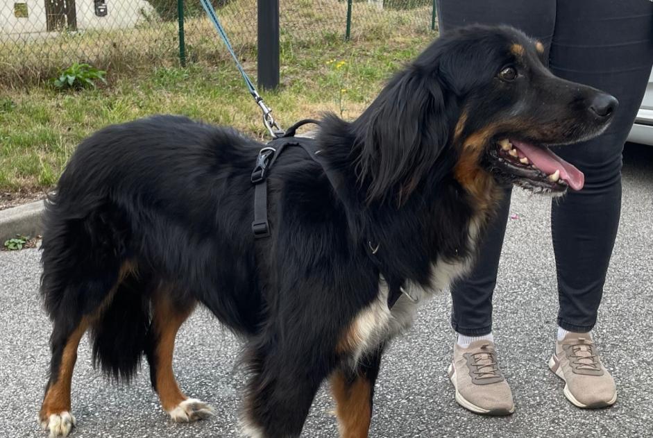 Discovery alert Dog Male Arenthon France