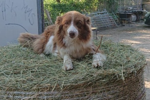 Disappearance alert Dog  Female , 7 years Saint-Martin-Bellevue France