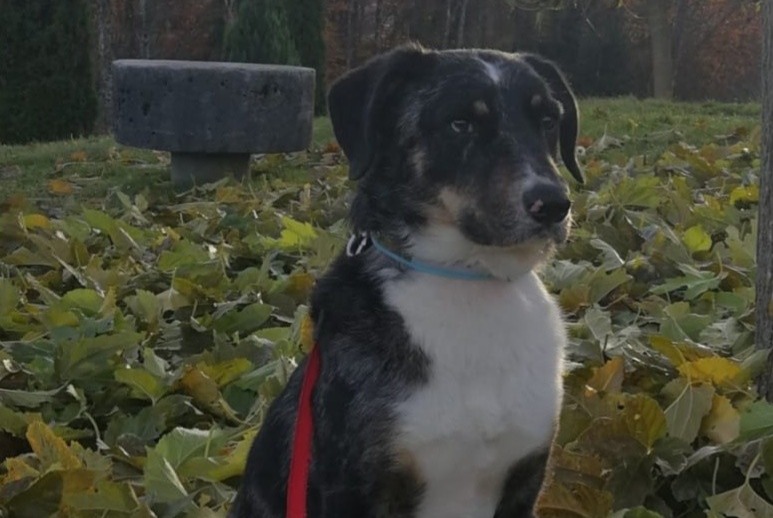 Disappearance alert Dog miscegenation Male , 3 years Charvonnex France