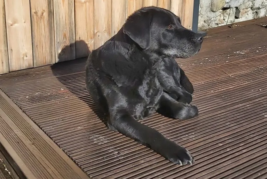 Disappearance alert Dog  Female , 12 years Saint-Paul-en-Chablais France