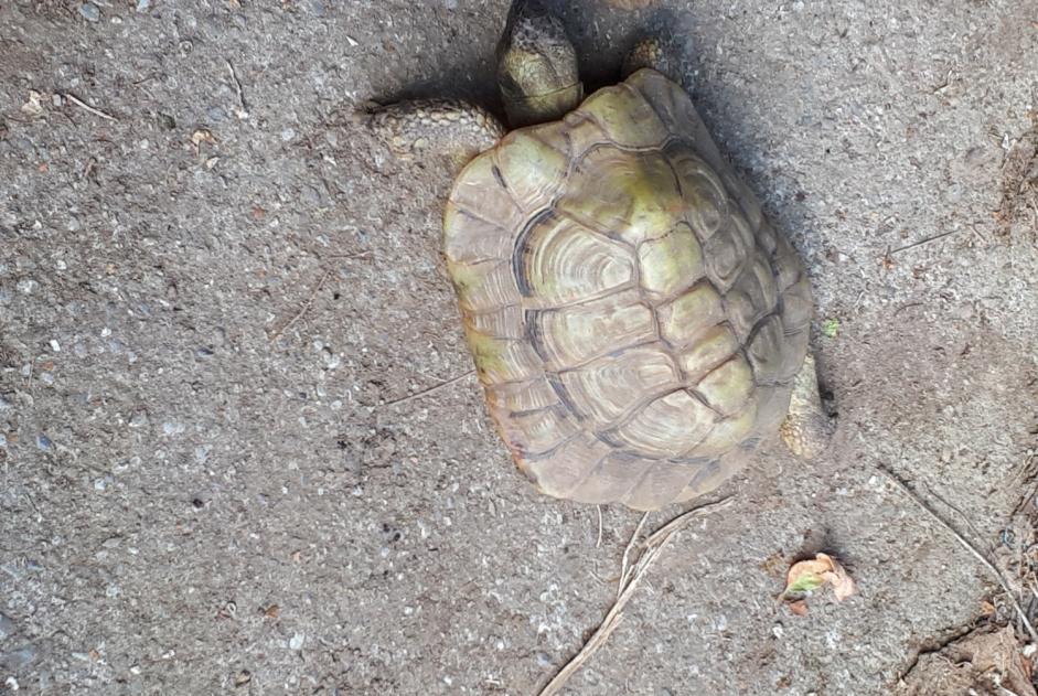 Discovery alert Tortoise Unknown Combloux France