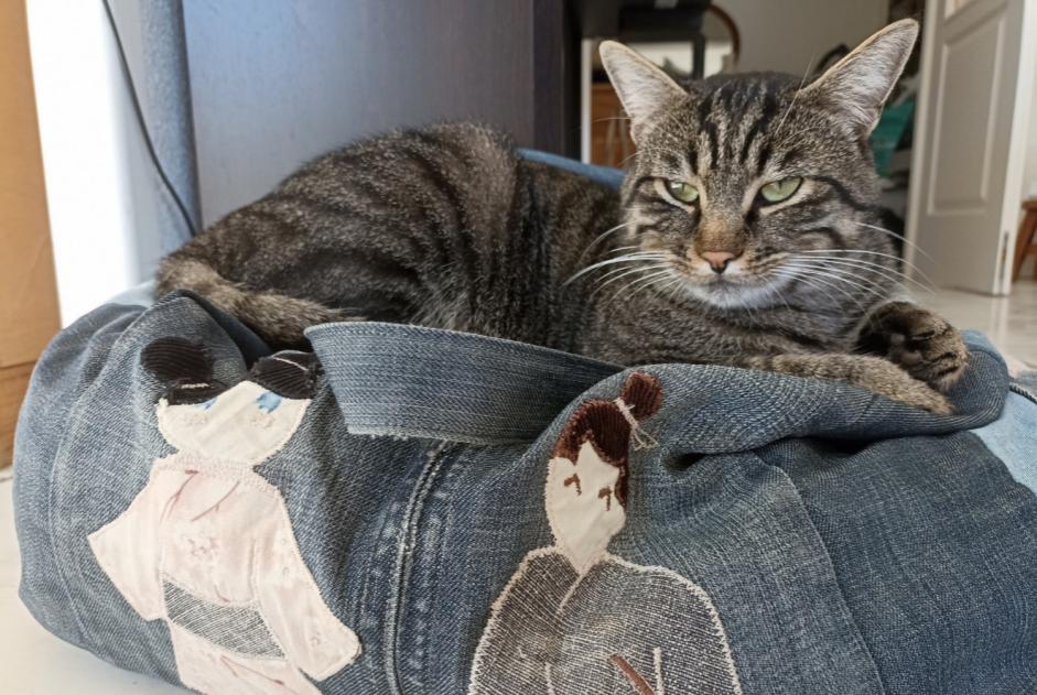 Alerta de Desaparición Gato  Macho , 2 años Saint-Jorioz Francia
