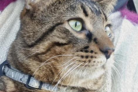 Alerta de Desaparición Gato  Macho , 2 años Novalaise Francia