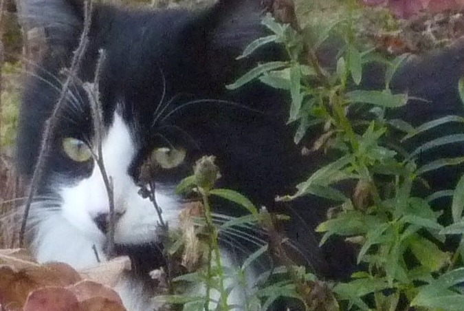 Alerte Disparition Chat  Mâle , 6 ans Annecy France