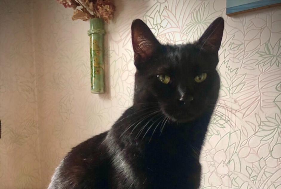 Alerte Disparition Chat Femelle , 4 ans Viuz-la-Chiésaz France