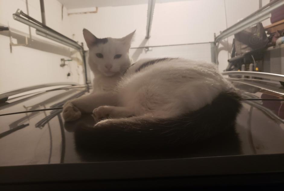 Alerte Disparition Chat Femelle , 2 ans Saint-Germain-sur-Rhône France