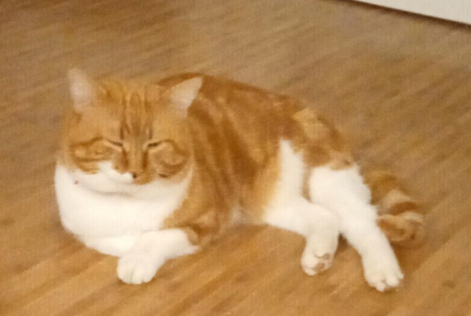 Alerte Disparition Chat Mâle , 5 ans Valleiry France