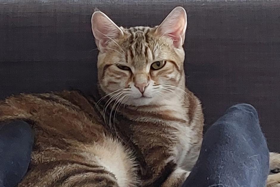 Alerte Disparition Chat  Mâle , 2 ans Bonneville France