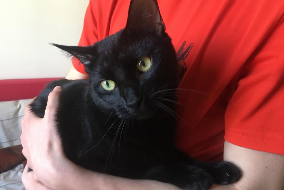 Alerte Disparition Chat Femelle , 5 ans Veigy-Foncenex France