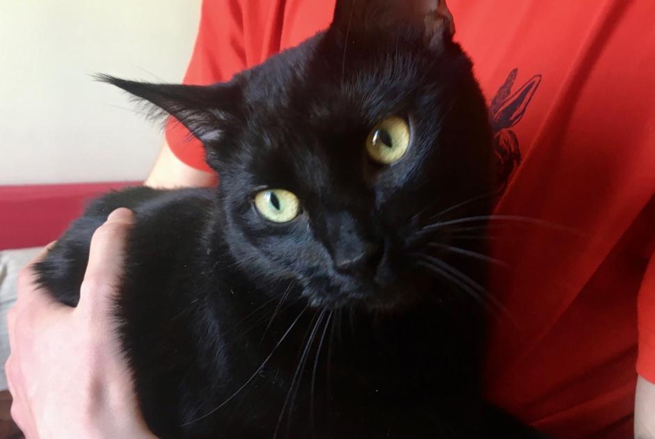 Alerte Disparition Chat Femelle , 5 ans Veigy-Foncenex France
