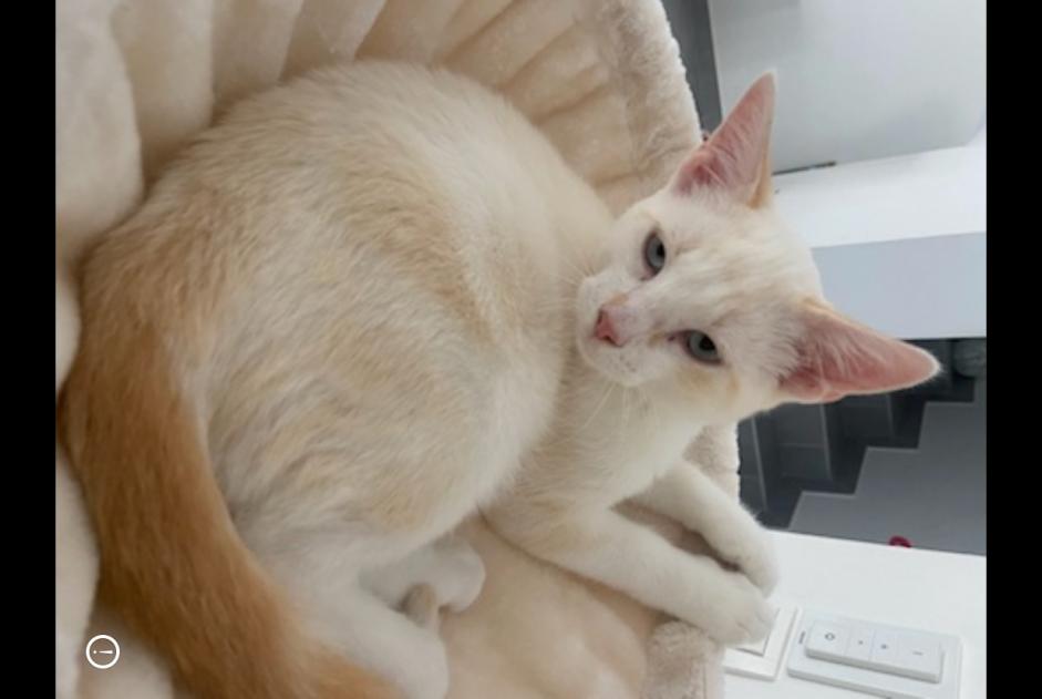 Alerte Disparition Chat  Mâle , 0 ans Veigy-Foncenex France