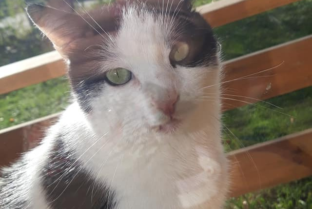 Alerte Disparition Chat croisement Mâle , 6 ans Reignier-Ésery France Alerte Disparition Chat croisement Mâle , 6 ans Reignier-Ésery France