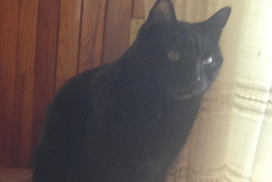 Alerte Disparition Chat Mâle , 7 ans Meillerie France Alerte Disparition Chat Mâle , 7 ans Meillerie France