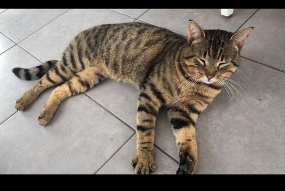 Alerte Disparition Chat Mâle , 3 ans Archamps France Alerte Disparition Chat Mâle , 3 ans Archamps France