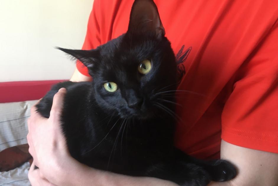 Alerte Disparition Chat Femelle , 5 ans Veigy-Foncenex France Alerte Disparition Chat Femelle , 5 ans Veigy-Foncenex France