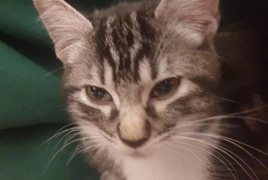 Alerte Découverte Chat Femelle Alby-sur-Chéran France