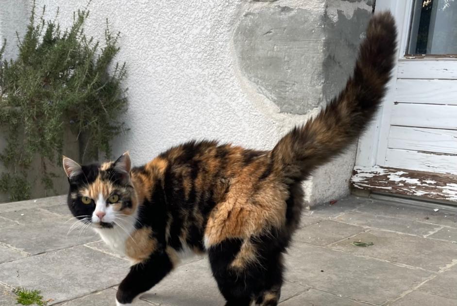 Alerte Découverte Chat Femelle Saint-Félix France Alerte Découverte Chat Femelle Saint-Félix France