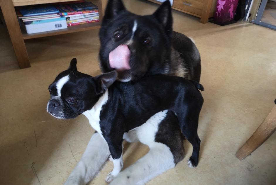 Alerte Disparition Chien  Femelle , 7 ans Saint-Julien-en-Genevois France