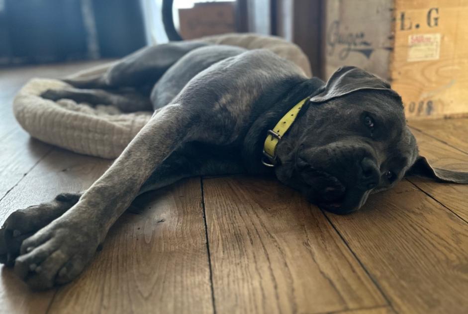 Alerte Disparition Chien Mâle , 1 ans Thonon-les-Bains France Alerte Disparition Chien Mâle , 1 ans Thonon-les-Bains France