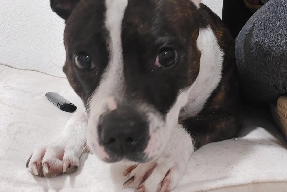 Alerte Découverte Chien  Femelle Bons-en-Chablais France
