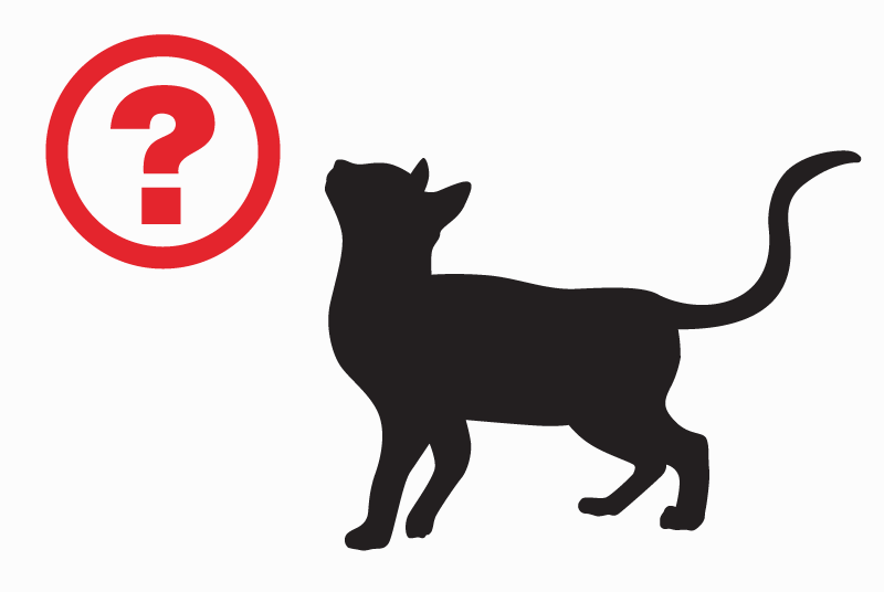 Discovery alert Cat miscegenation Unknown Douvaine France