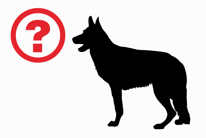 Discovery alert Dog miscegenation Male Bernex France