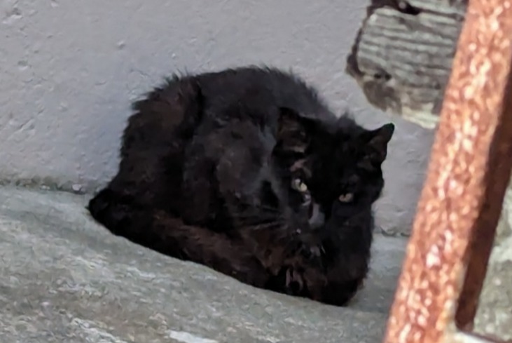 Avviso Ritrovamento Gatto Non conosciuta Saint-Gervais-les-Bains Francia