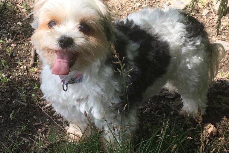 Vermësstemeldung Hond  Weiblech , 10 joer Valleiry France