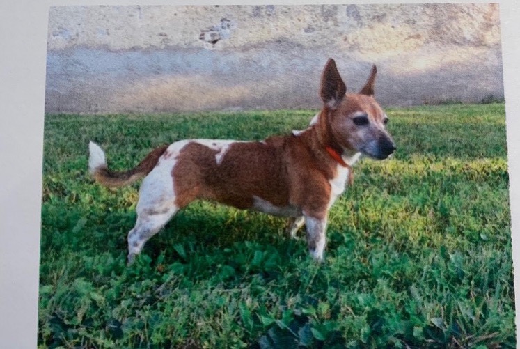 Verdwijningsalarm Hond  Vrouwtje , 15 jaar Présilly Frankrijk