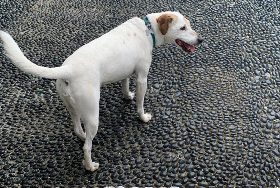 Verdwijningsalarm Hond  Mannetje , 12 jaar Châtel Frankrijk