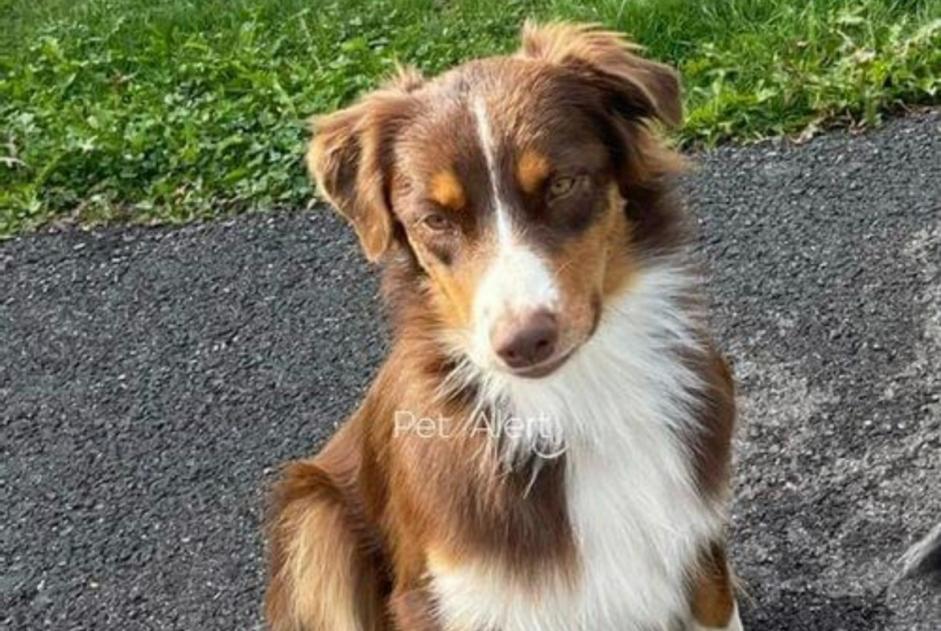 Alerta desaparecimento Cão  Fêmea , 2 anos Demi-Quartier France