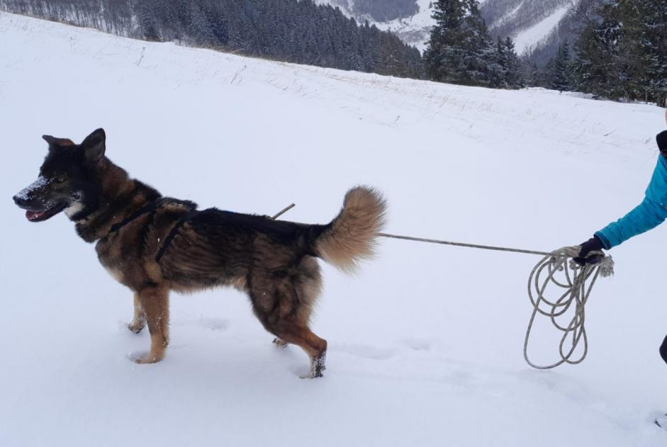 Alerta desaparecimento Cão cruzamento Macho , 4 anos Saint-Gervais-les-Bains France