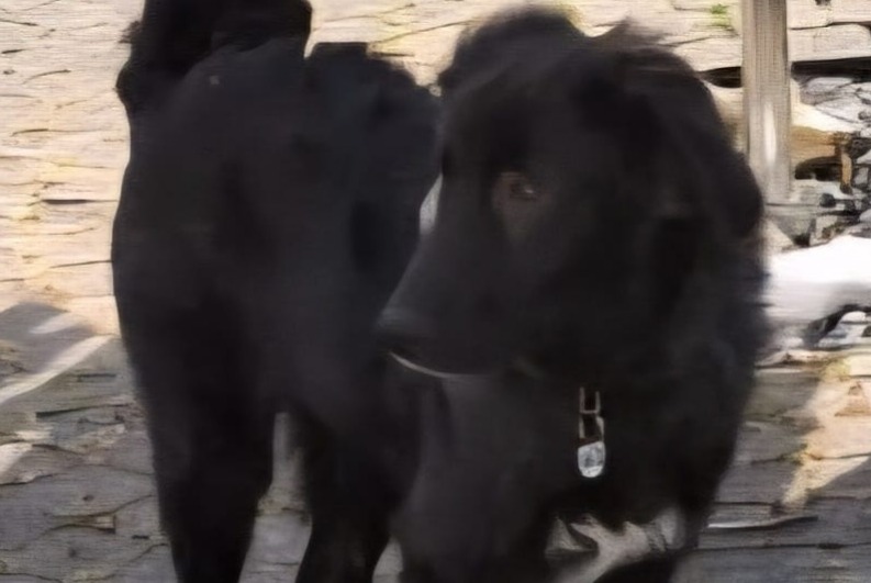 Alerta desaparecimento Cão cruzamento Macho , 1 anos Passy France